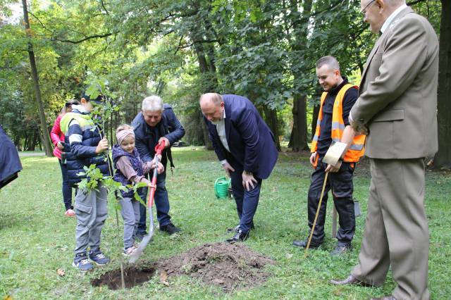 Sadzenie drzewa w miejskim parku