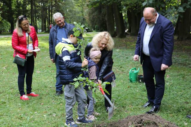 Sadzenie drzewa w miejskim parku