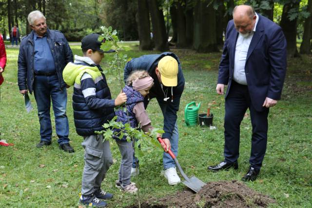 Sadzenie drzewa w miejskim parku