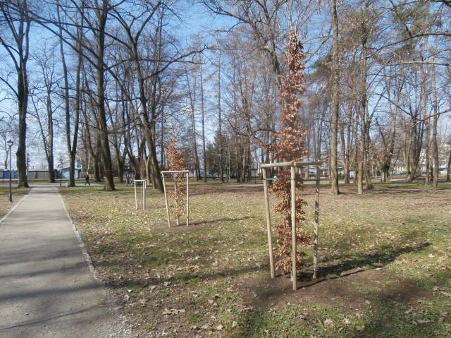 Nowe nasadzenia w Parku Miejskim - buki