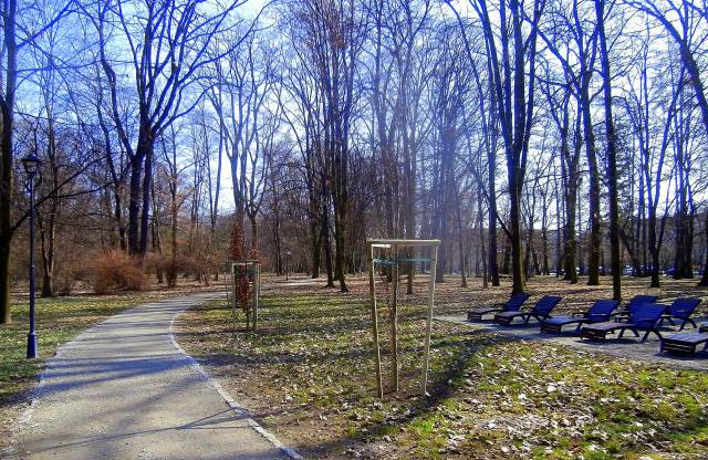 Buki posadzone w Parku Miejskim im. Bohaterów Monte Cassino