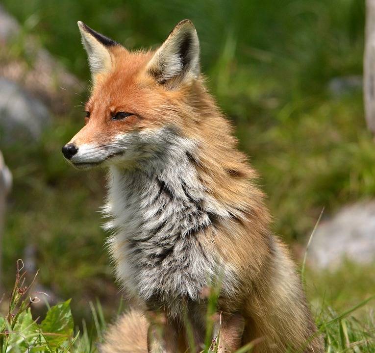 Jesienna akcja szczepienia lisów przeciw wściekliźnie Autor: https://pixabay.com/pl/photos/lis-zwierz%C4%99-natura-las-tatry-3053706/