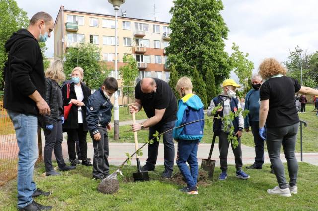 Na terenie pomiędzy os. Prośbów a os. Kopernika nasadzone zostały kolumnowe klony czerwone oraz lipy drobnolistne