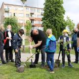 Na terenie pomiędzy os. Prośbów a os. Kopernika nasadzone zostały kolumnowe klony czerwone oraz lipy drobnolistne