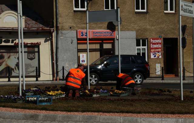 Pracownicy JPK sadzą na zieleńcach w pierwszej kolejności bratki i pierwiosnki.