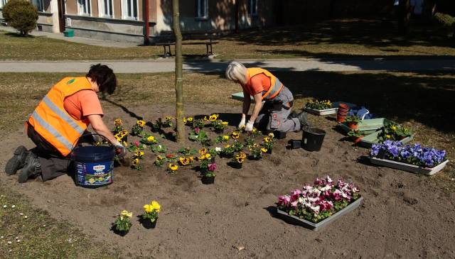 Pracownicy JPK sadzą na zieleńcach w pierwszej kolejności bratki i pierwiosnki.